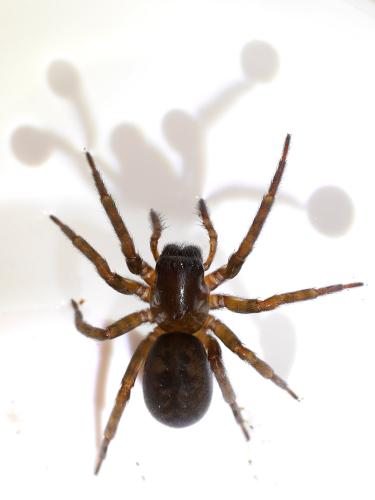 Amaurobius sp.